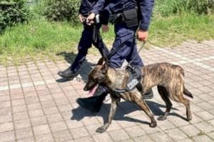 Porte aperte al cane antidroga