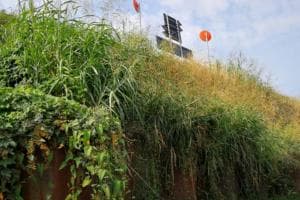Diserbo ecologico sull’erba