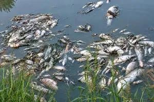 La strage di pesce non si ferma