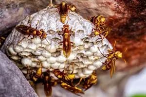 Vespe e calabroni, boom di interventi: oltre 500 bonifiche nel Bellunese