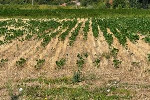 Siccità, danni oltre 50 milioni di euro