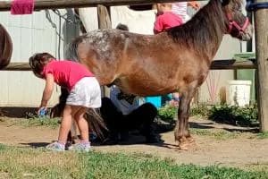 Due pony al centro Città di Rovigo 