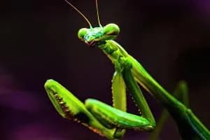 Mantidi giganti invadono le città