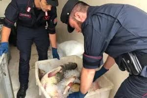Predoni dei fiumi, due adriesi denunciati