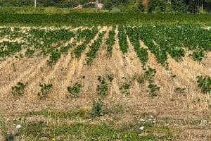 Crisi agricola da decine di milioni