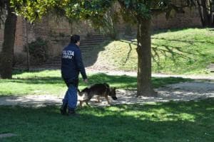 Ipotesi cane antidroga per i vigili