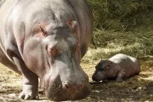 Camilla, mamma da record a 55 anni
