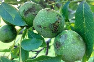 Agricoltura, “distruzione totale”