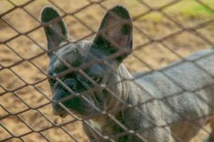 Orrore nel retro di un bar: tre cani salvati da una vita di violenze