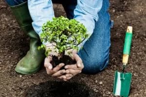 Alberi, già 237 le richieste